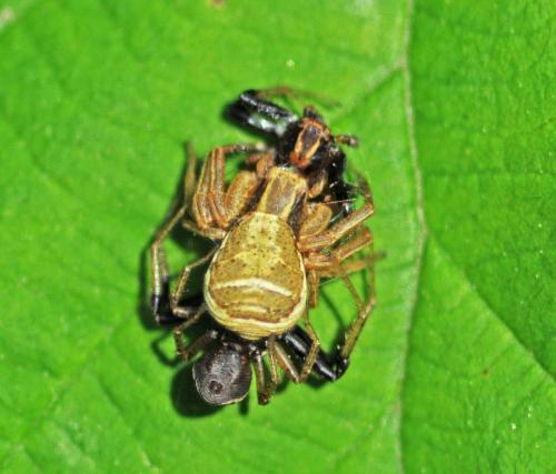 Réf. 322 965 : Xysticus ulmi